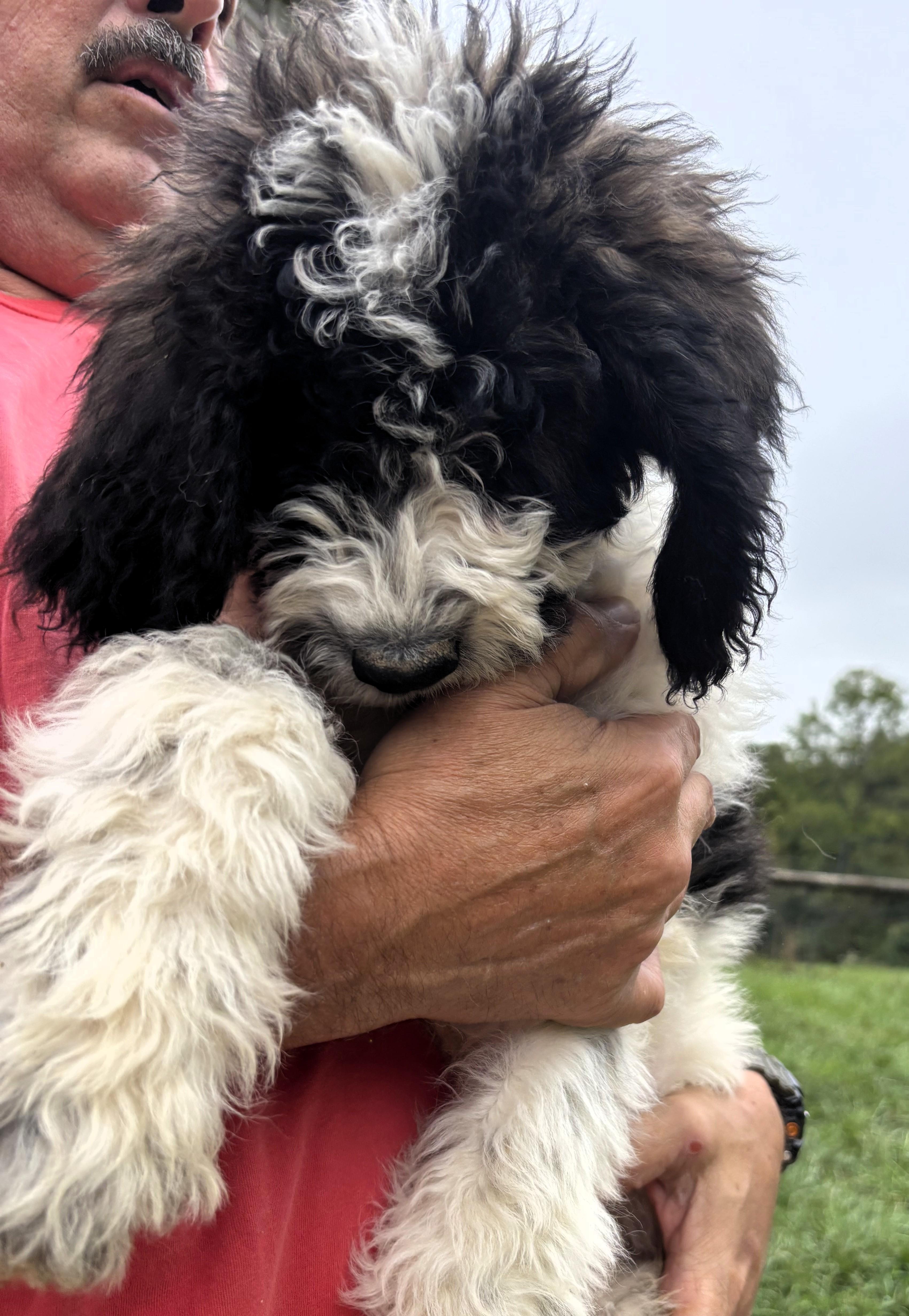 Enlarge St Bernard/Poodle Pups, a Adoptable mixed breed in Frederick, MD image 2/3