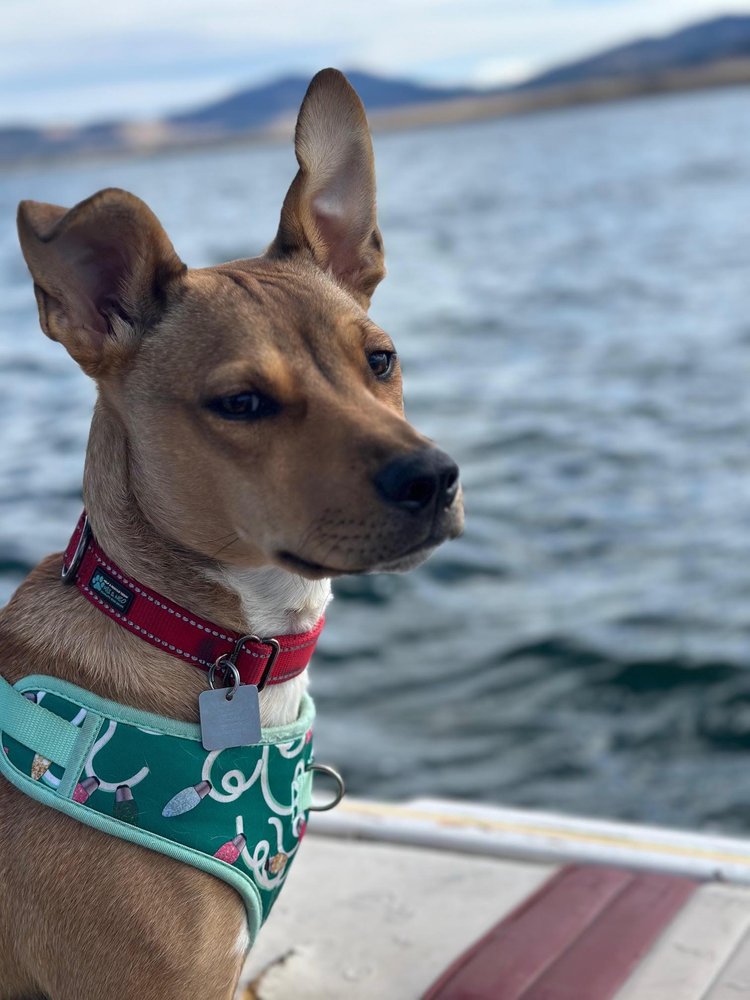 Lizzie, a Adoptable mixed breed in Evergreen, CO image 1/3