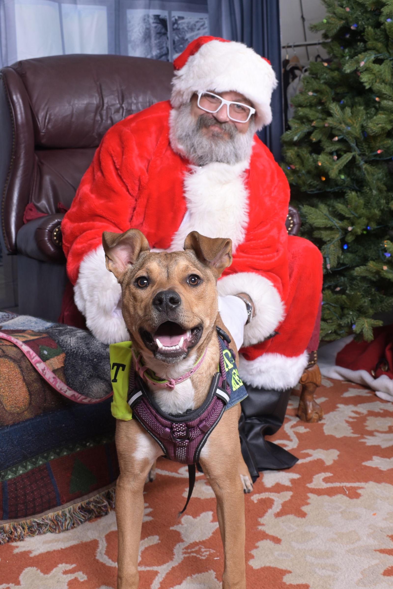 Lizzie, a Adoptable mixed breed in Evergreen, CO image 2/3