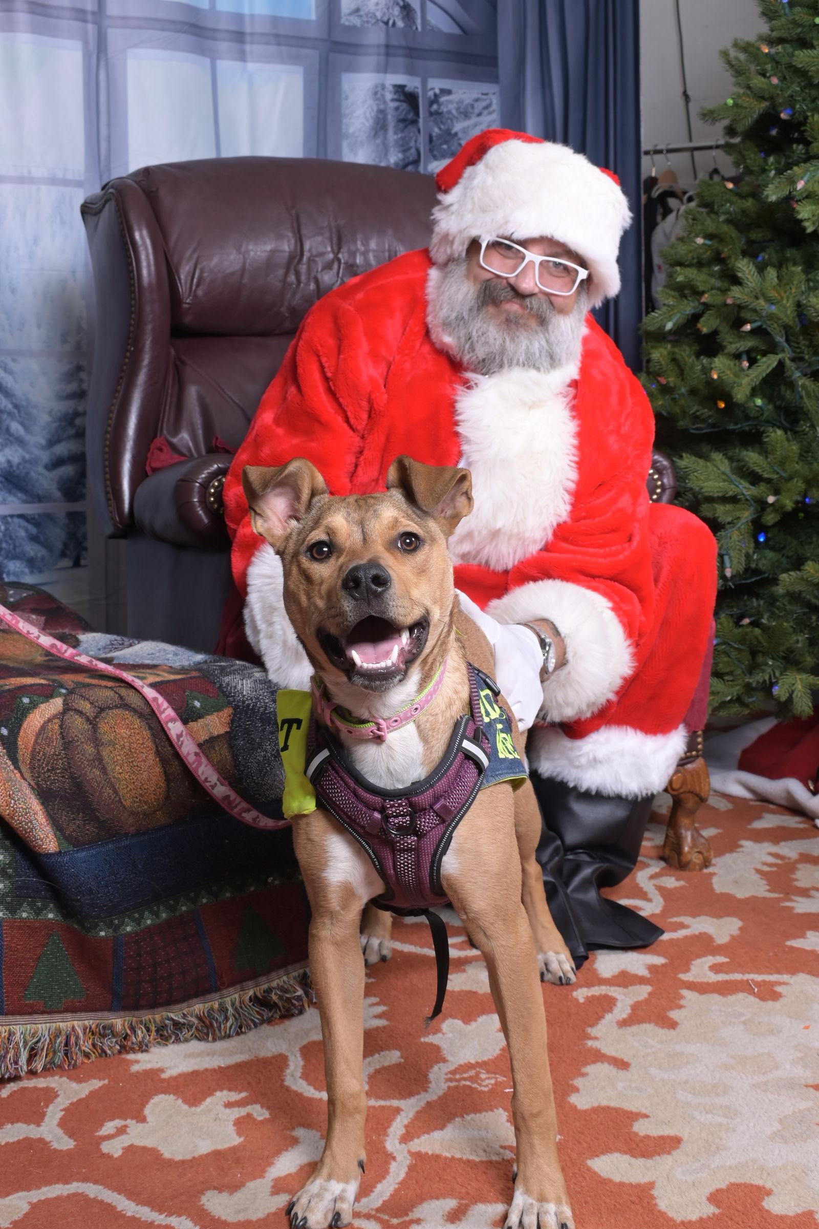 Lizzie, a Adoptable mixed breed in Evergreen, CO image 3/3