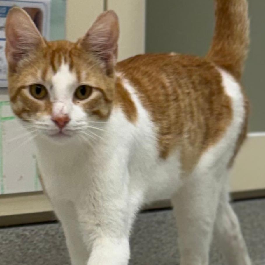 Roger, Adoptable, Young Male Domestic Short Hair.