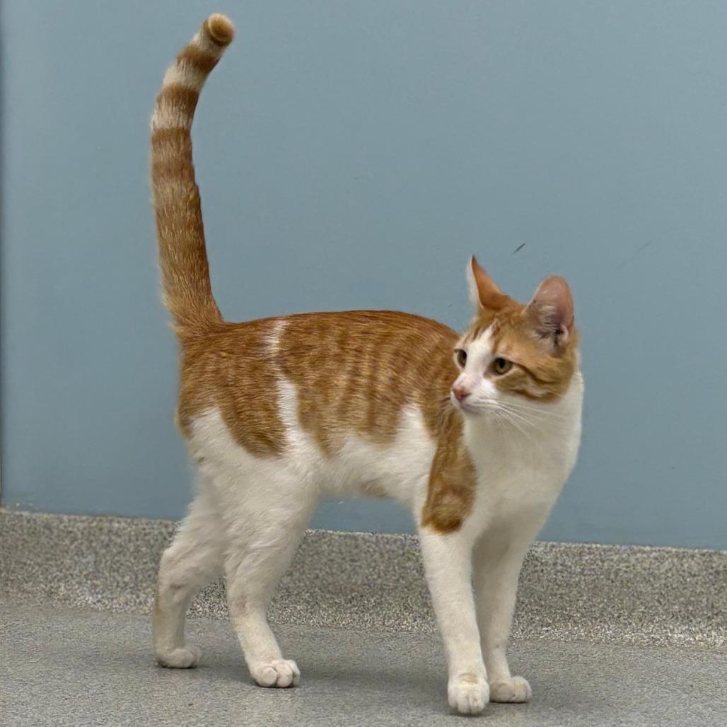 Enlarge Roger, a Adoptable Domestic Short Hair in Naperville, IL image 2/4