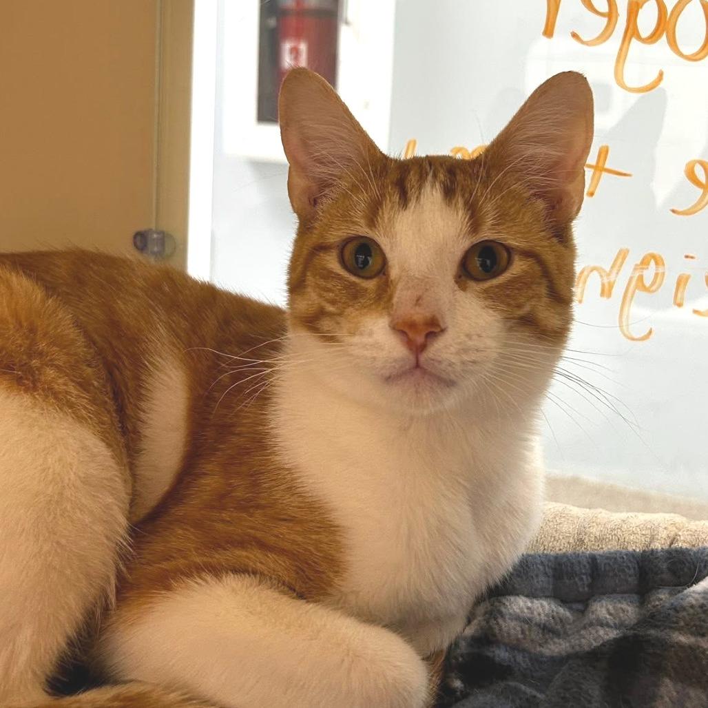 Enlarge Roger, a Adoptable Domestic Short Hair in Naperville, IL image 3/4