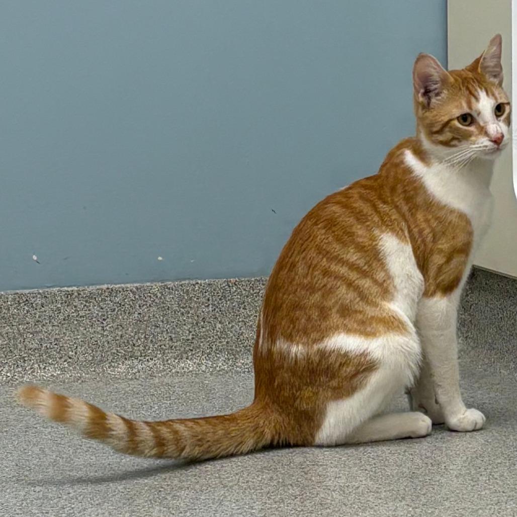 Enlarge Roger, a Adoptable Domestic Short Hair in Naperville, IL image 4/4