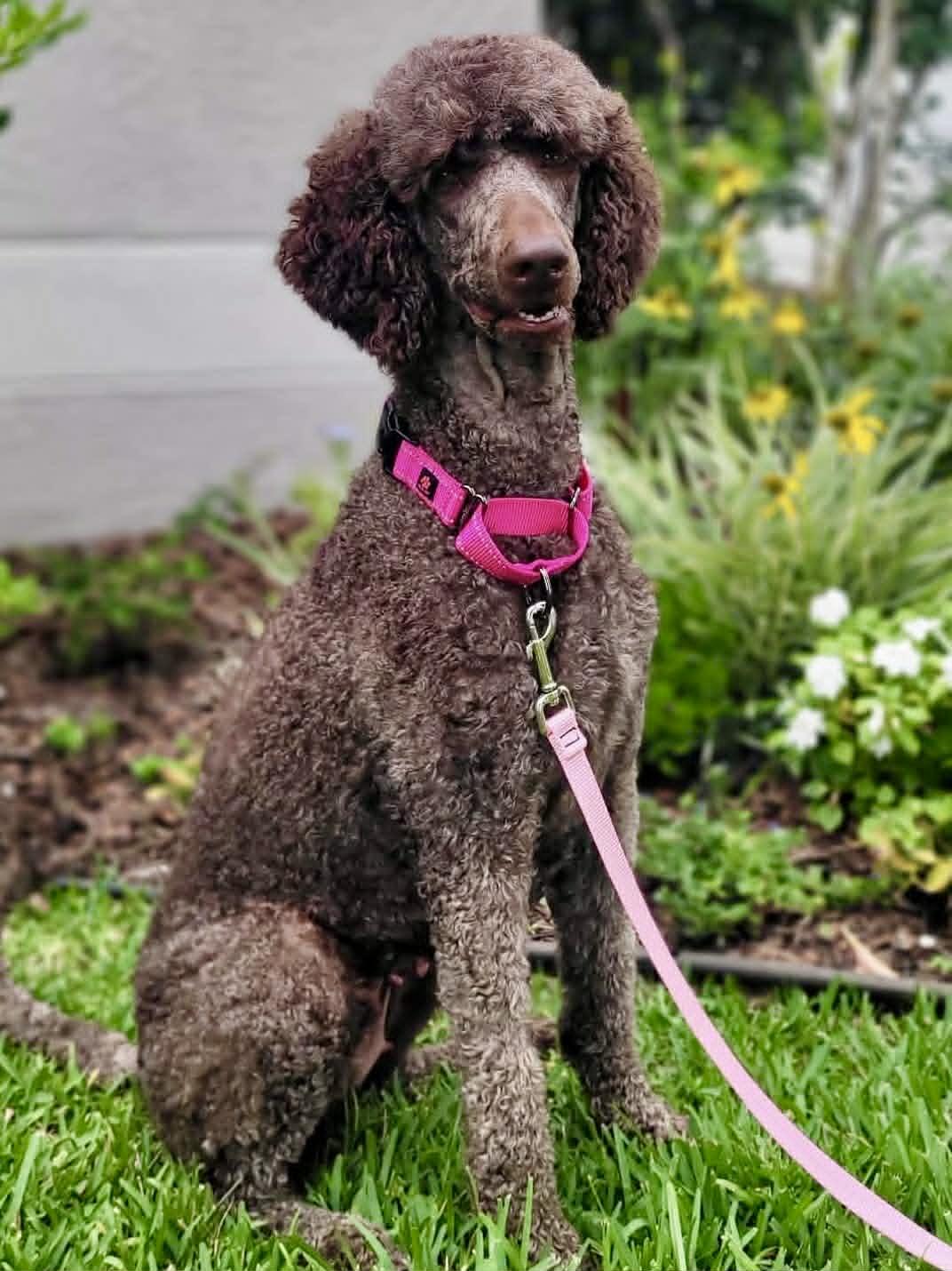 Coco, a ADOPTABLE Poodle in New Smyrna Beach, FL image 2/3