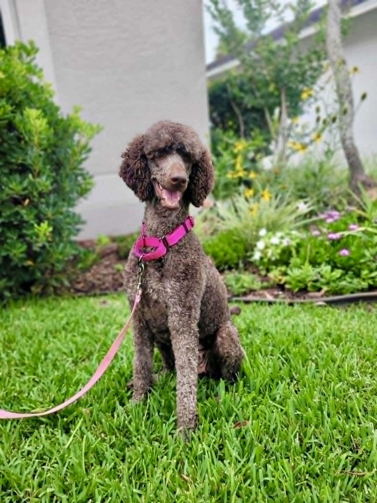 Coco, a ADOPTABLE Poodle in New Smyrna Beach, FL image 3/3