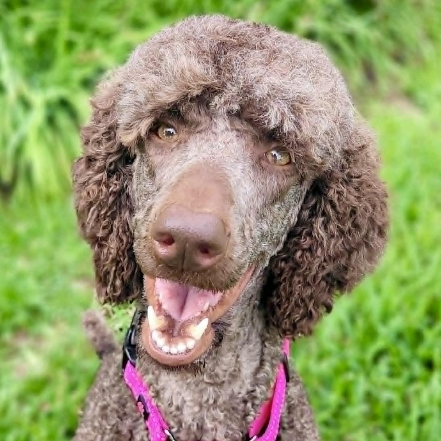 Coco, a ADOPTABLE Poodle in New Smyrna Beach, FL image 1/3