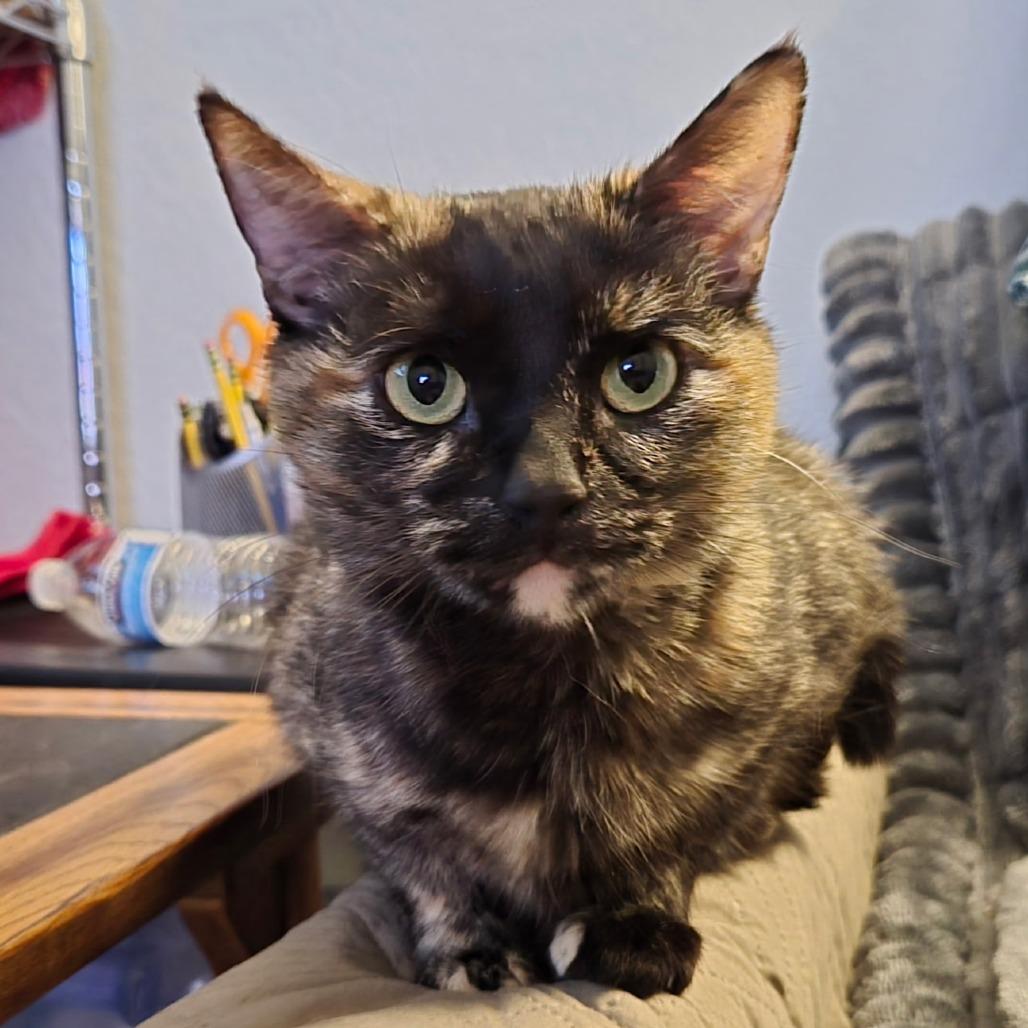 Ming Toi, Adoptable, Adult Female Domestic Short Hair.