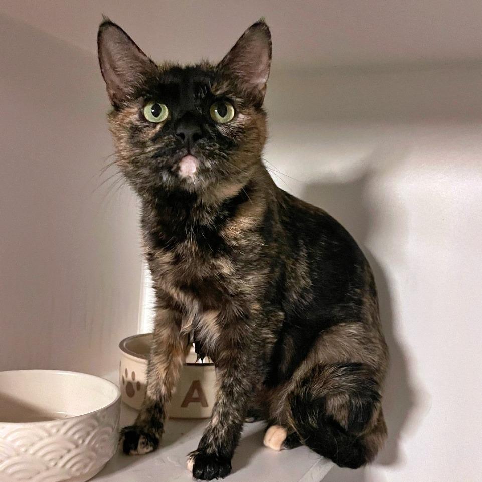 Ming Toi, a Adoptable Domestic Short Hair in Prescott, AZ image 2/4