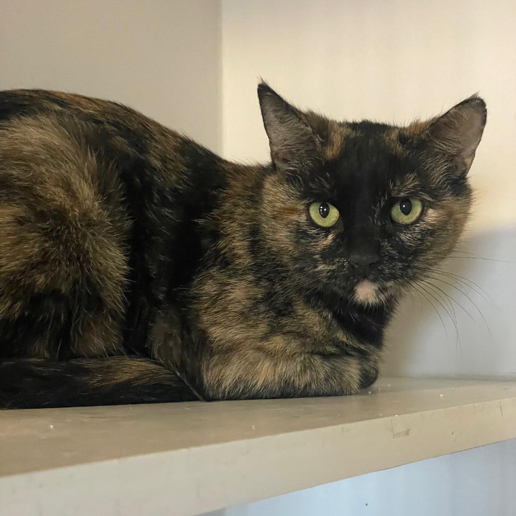 Ming Toi, a Adoptable Domestic Short Hair in Prescott, AZ image 3/4