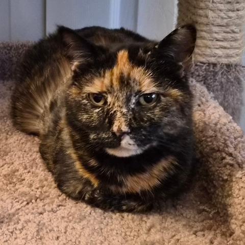 Ming Toi, a Adoptable Domestic Short Hair in Prescott, AZ image 4/4