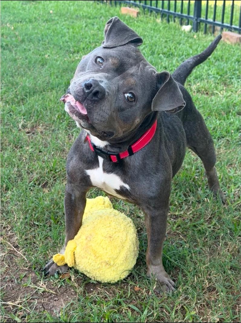 Enlarge Tootsie, a Adoptable mixed breed in McMurray , PA image 2/5