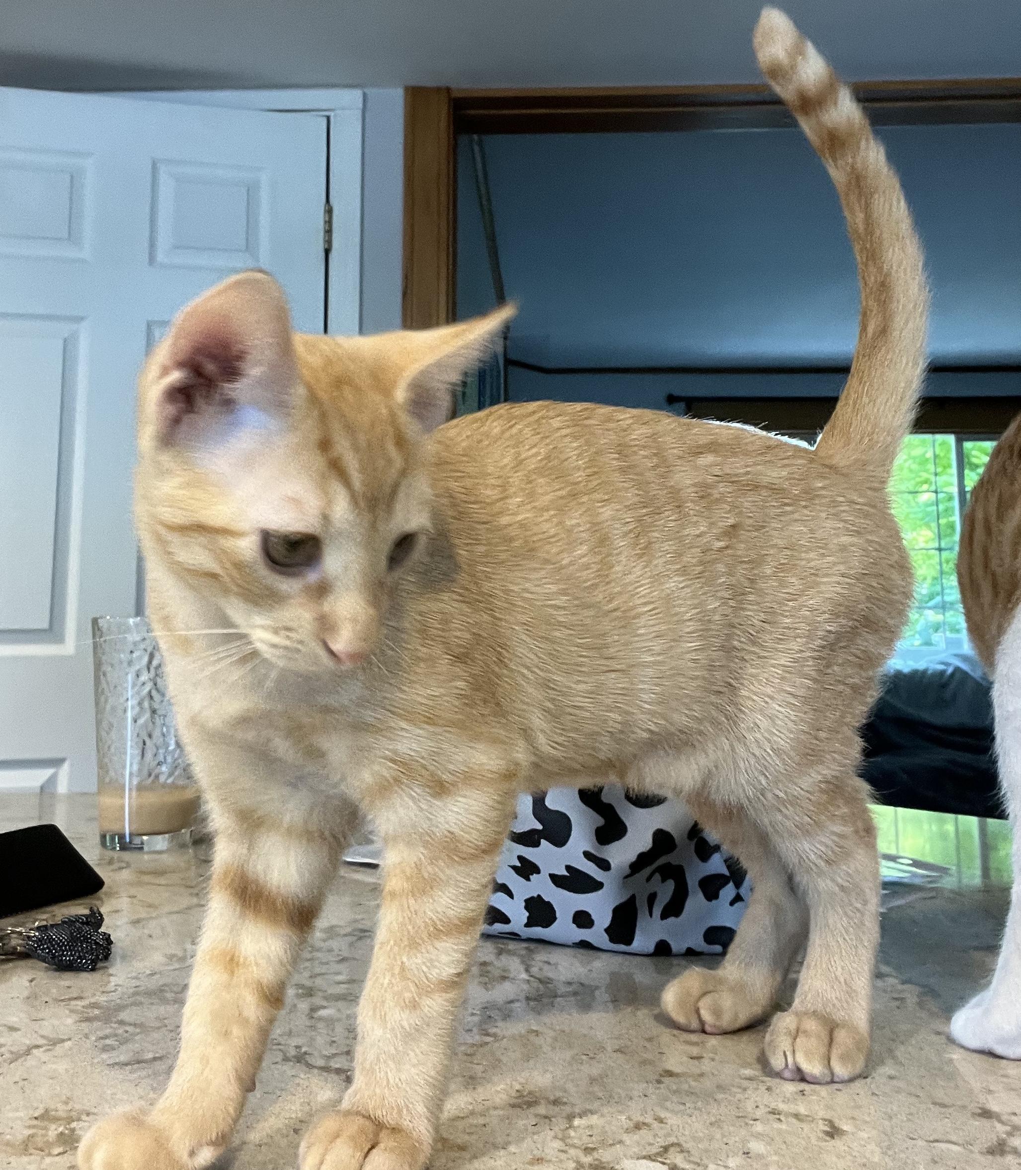 MANGO AND CHEETO, a Adoptable mixed breed in Federal Way, WA image 1/5
