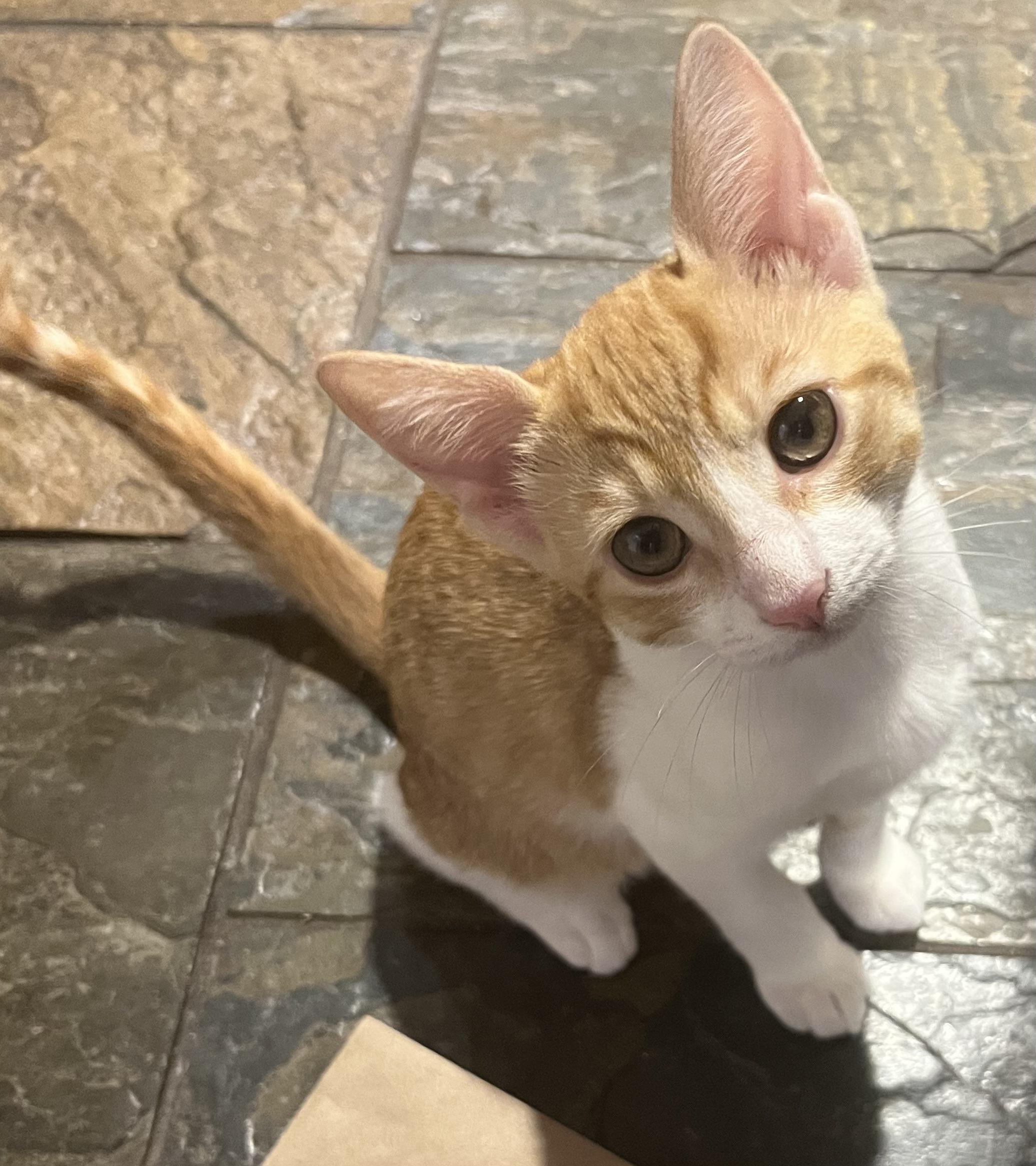 Enlarge The Ginger Litter, a Adoptable mixed breed in Federal Way, WA image 5/5