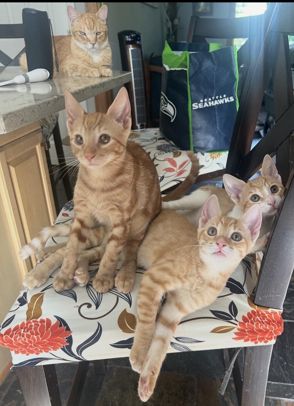 Enlarge The Ginger Litter, a Adoptable mixed breed in Federal Way, WA image 4/5