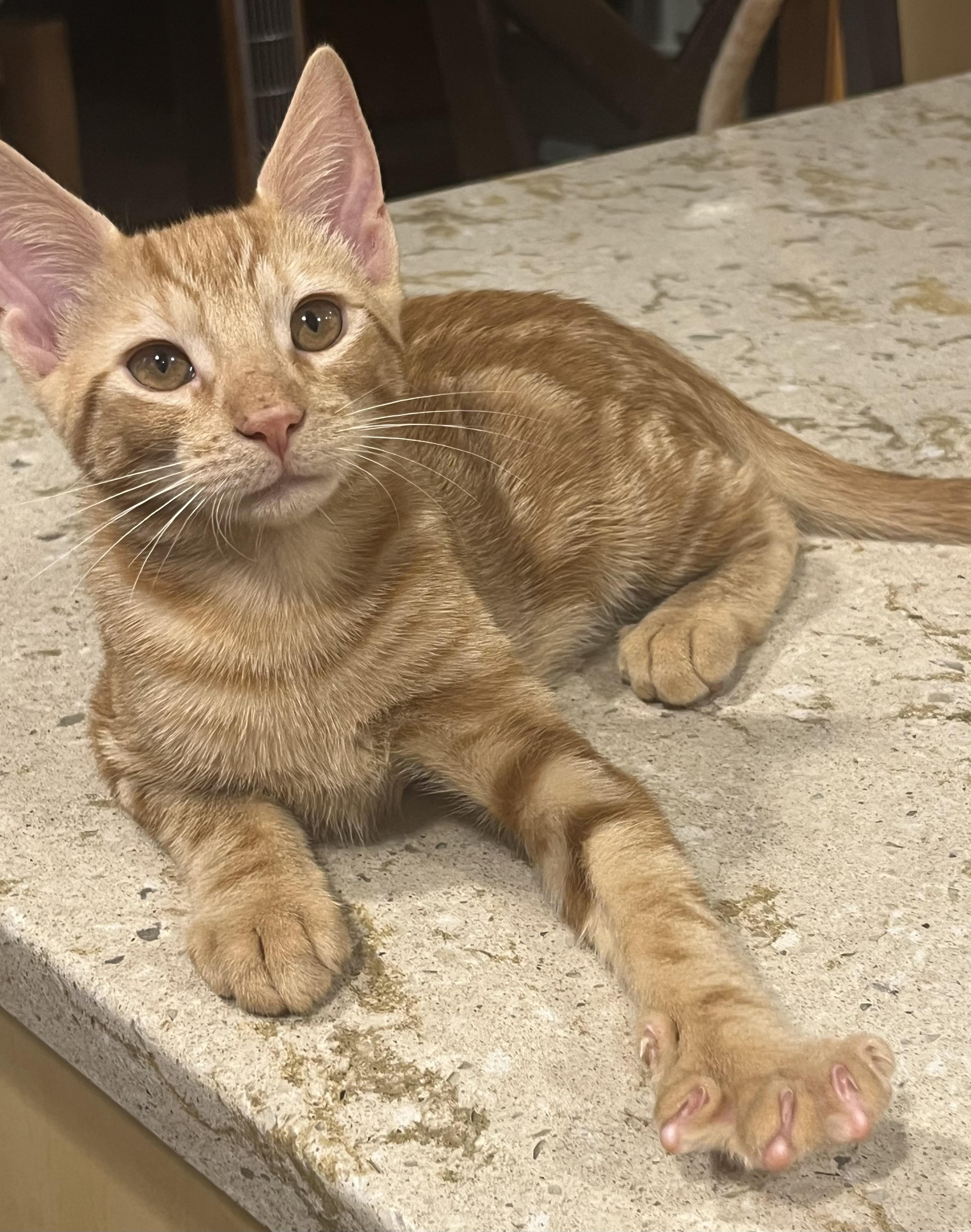 MANGO AND CHEETO, a Adoptable mixed breed in Federal Way, WA image 2/5