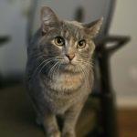 Galinda, ADOPTABLE, Adult Female Domestic Short Hair.