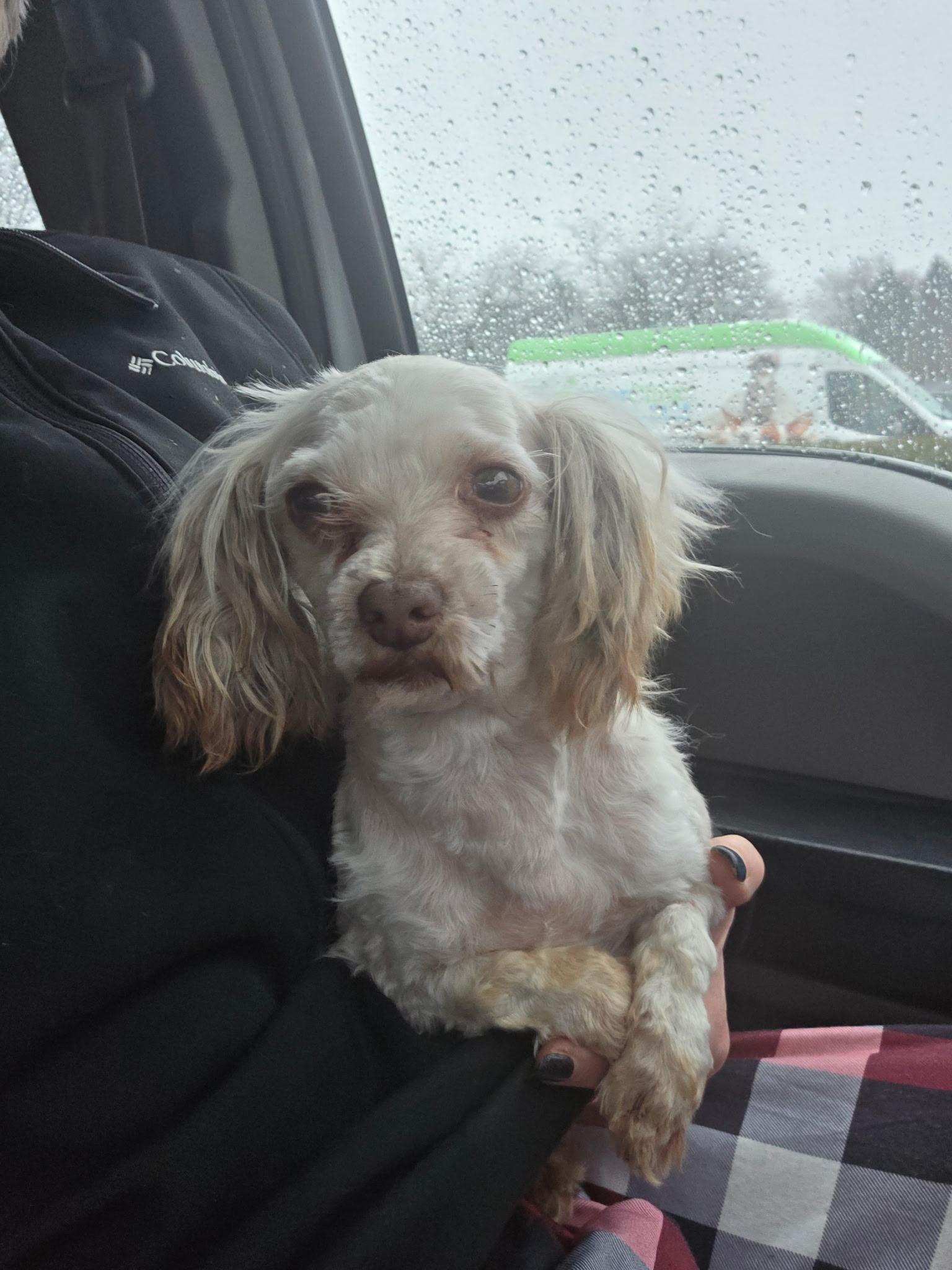 Betsy , ADOPTABLE, Adult Female Havanese.