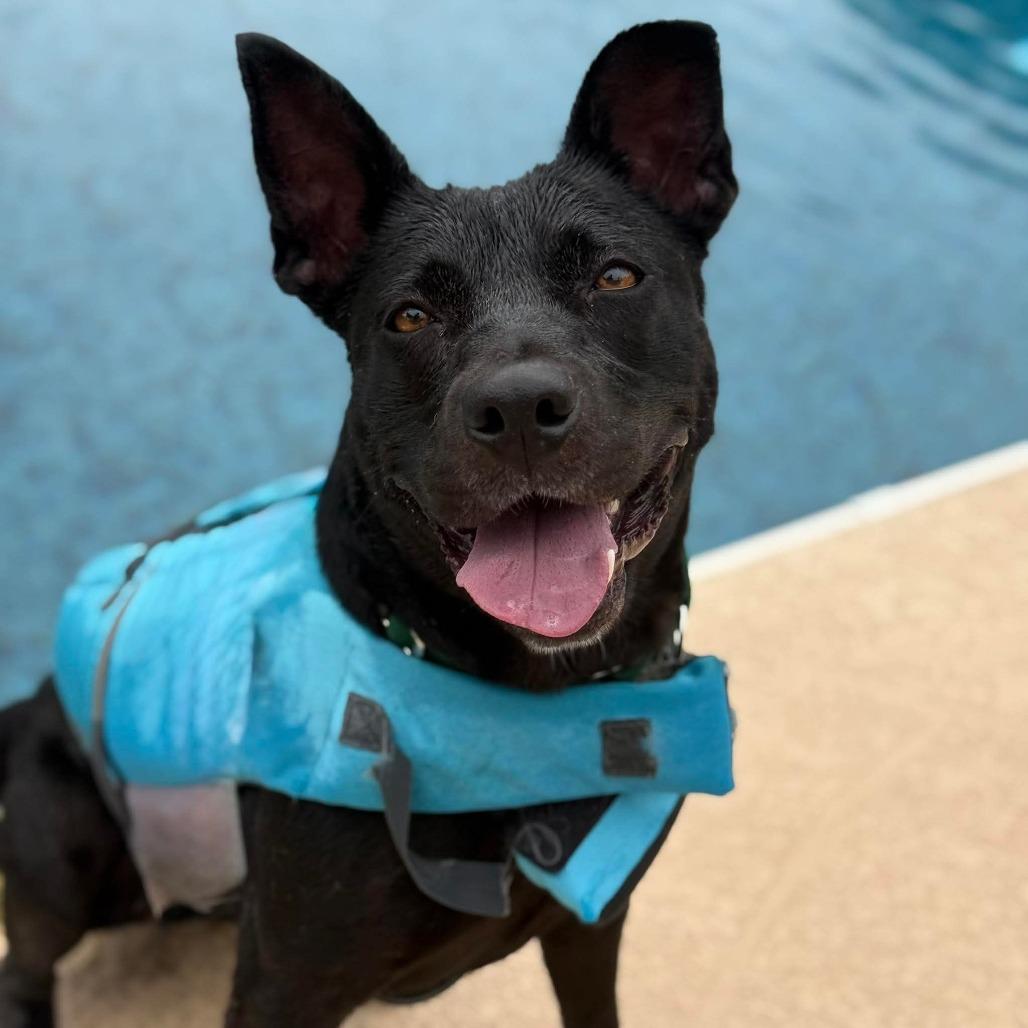 Enlarge Mae, a Adoptable Mixed Breed in Greensboro, NC image 1/6