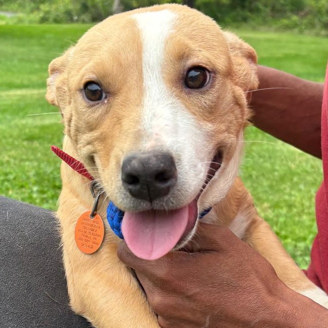 ALMENDRA "In NY: Foster &/or Forever Home Needed!", a Adoptable mixed breed in New York, NY image 2/6