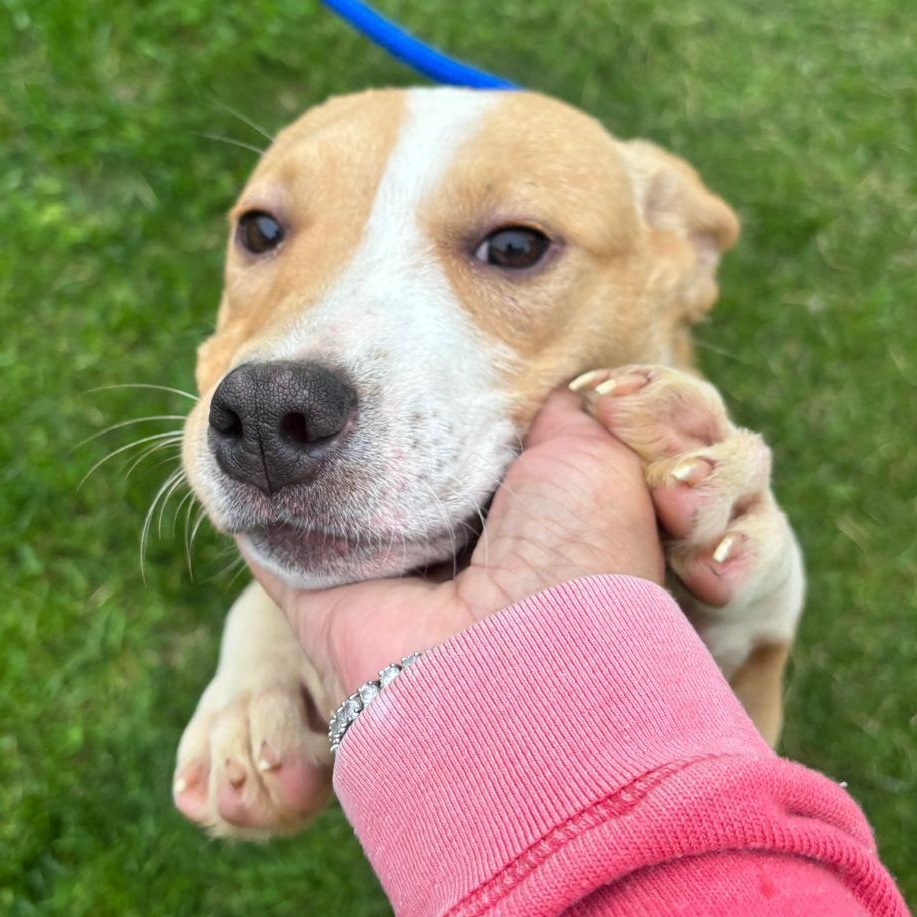 ALMENDRA "In NY: Foster &/or Forever Home Needed!", a Adoptable mixed breed in New York, NY image 3/6