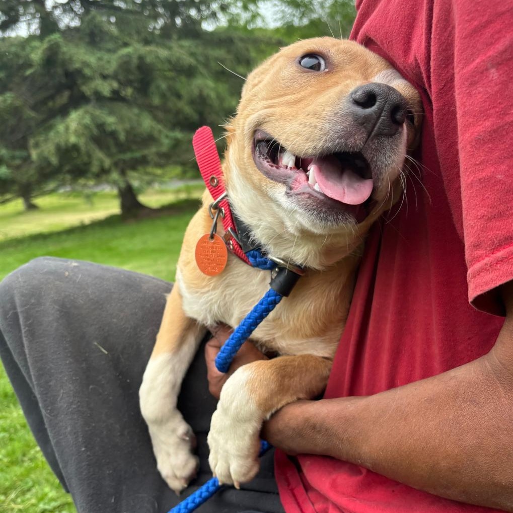 ALMENDRA "In NY: Foster &/or Forever Home Needed!", a Adoptable mixed breed in New York, NY image 4/6