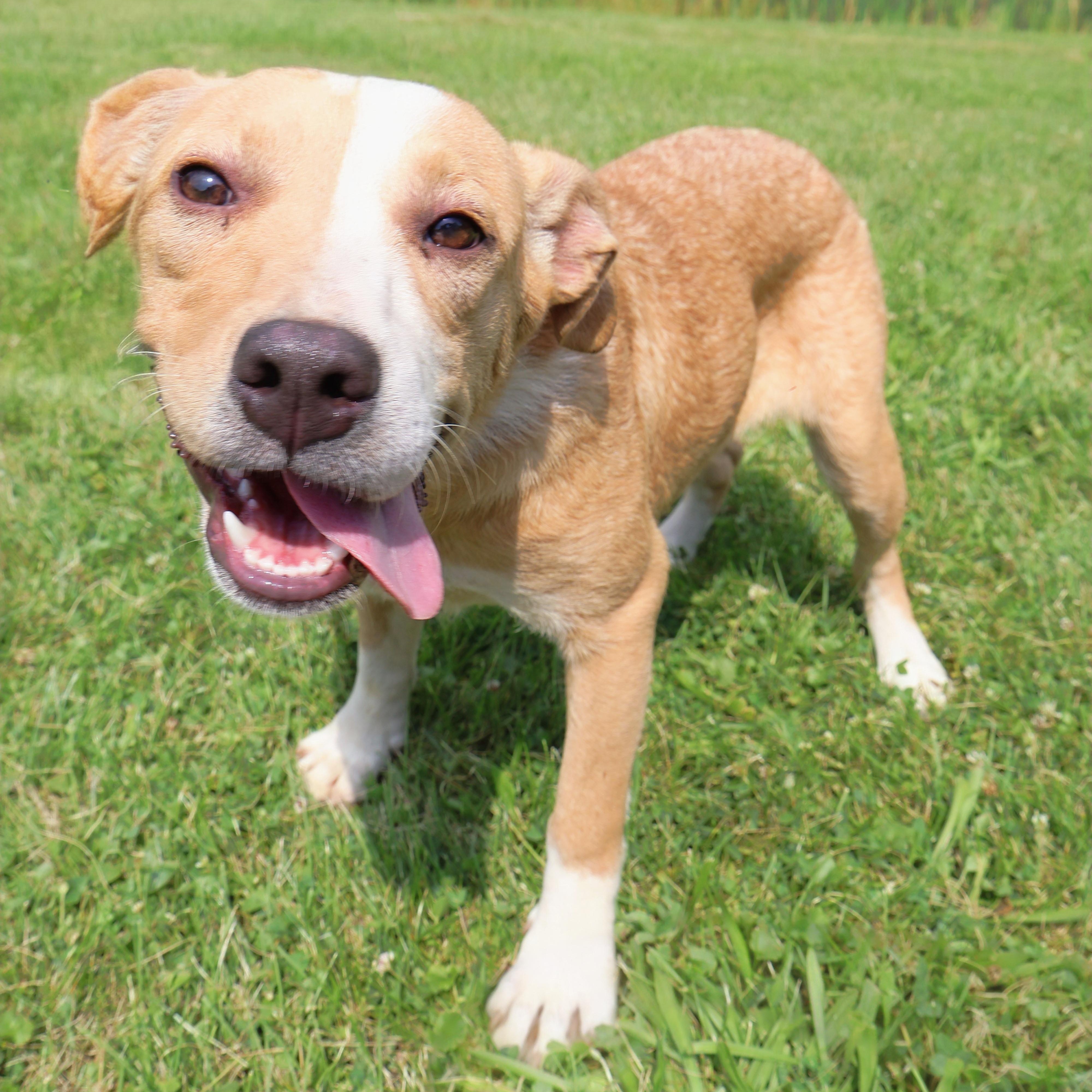 ALMENDRA "In NY: Foster &/or Forever Home Needed!", a Adoptable mixed breed in New York, NY image 1/6