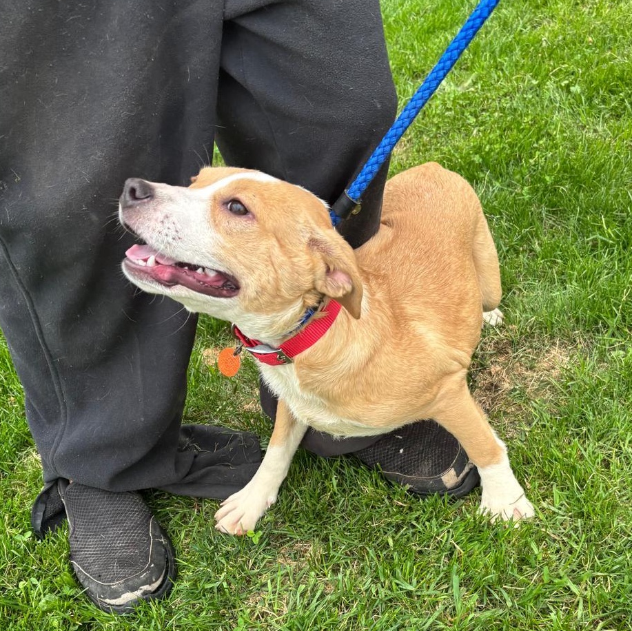 ALMENDRA "In NY: Foster &/or Forever Home Needed!", a Adoptable mixed breed in New York, NY image 5/6