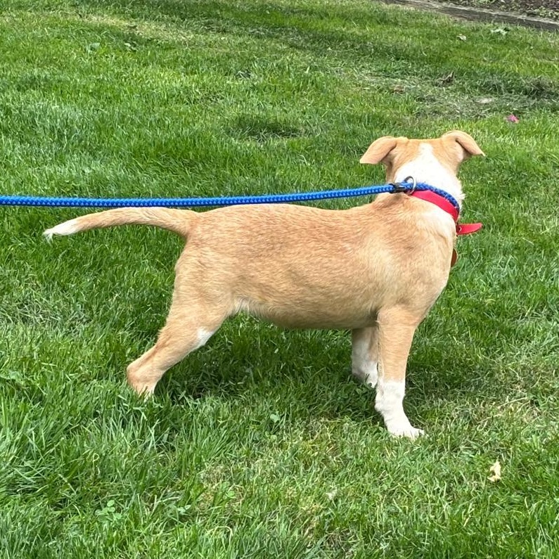 ALMENDRA "In NY: Foster &/or Forever Home Needed!", a Adoptable mixed breed in New York, NY image 6/6