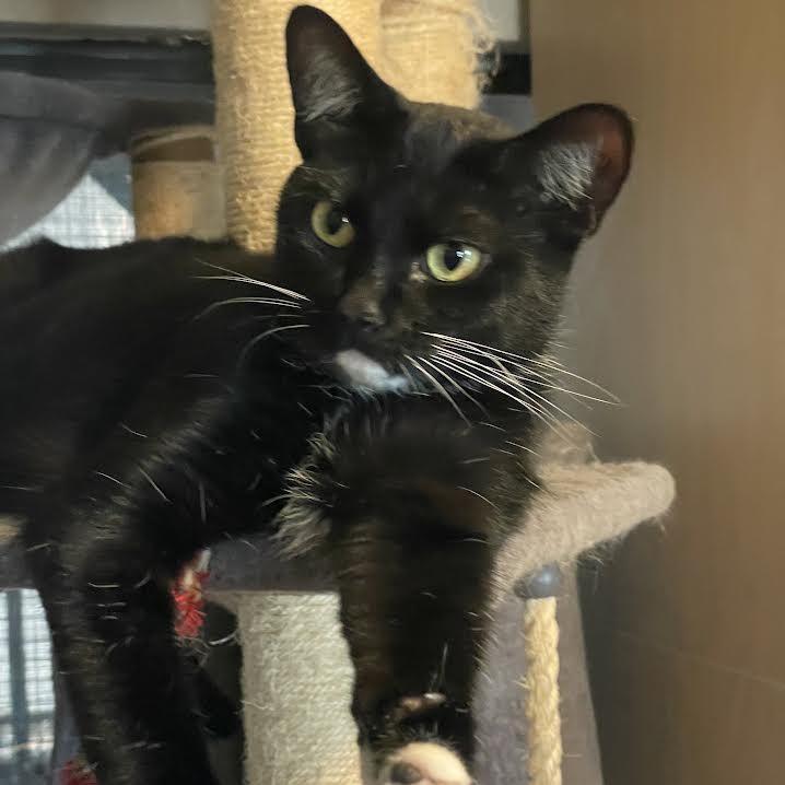 Enlarge Bella, a Adoptable Domestic Short Hair in Prescott, AZ image 1/3