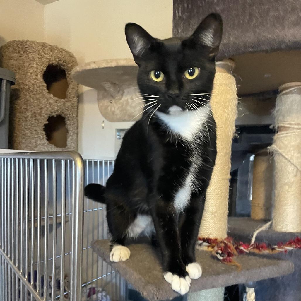 Enlarge Bella, a Adoptable Domestic Short Hair in Prescott, AZ image 2/3