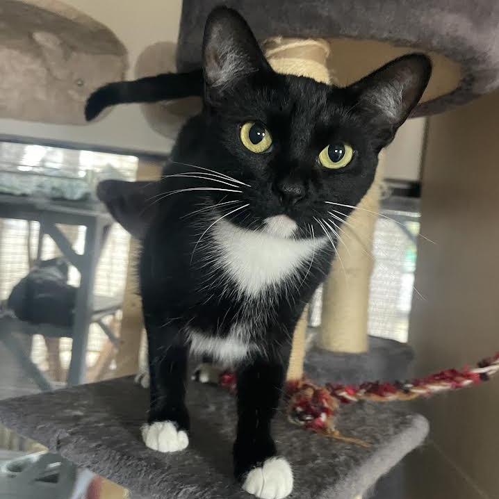 Enlarge Bella, a Adoptable Domestic Short Hair in Prescott, AZ image 3/3