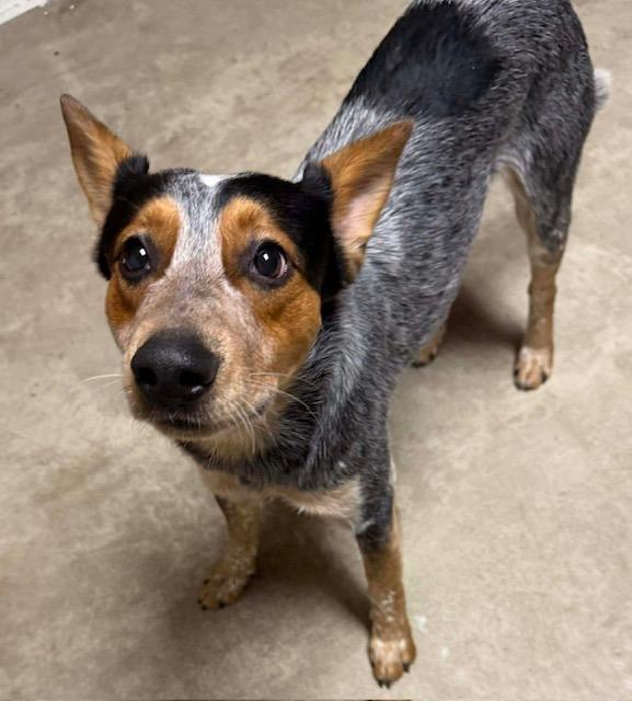 Enlarge Bandit, an adopted Australian Cattle Dog / Blue Heeler in Archbold , OH image 1/1