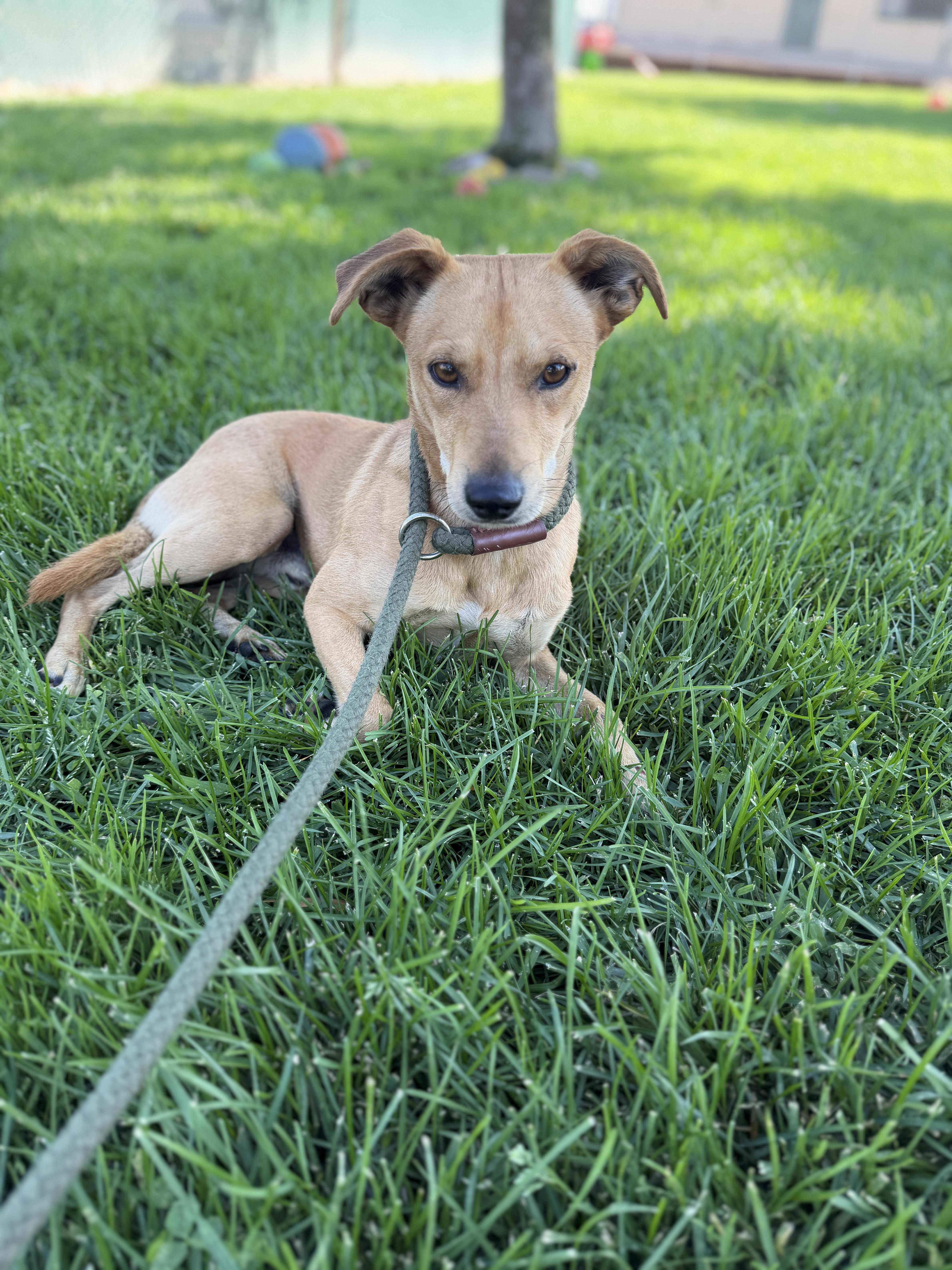Gus, Adoptable, Adult Male Chihuahua.