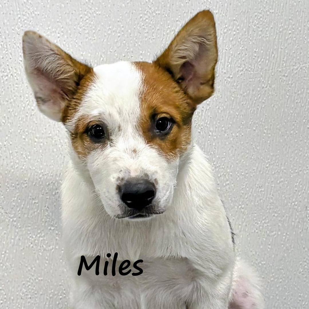 Miles, ADOPTABLE, Young Male Australian Cattle Dog / Blue Heeler & Australian Shepherd.