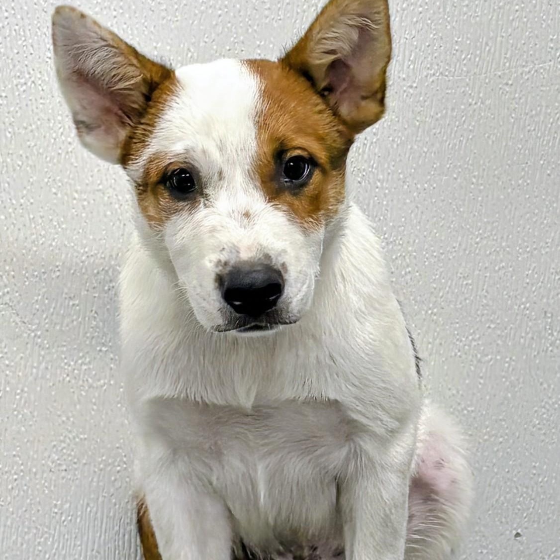 Miles, a ADOPTABLE mixed breed in Aurora, NE image 2/3