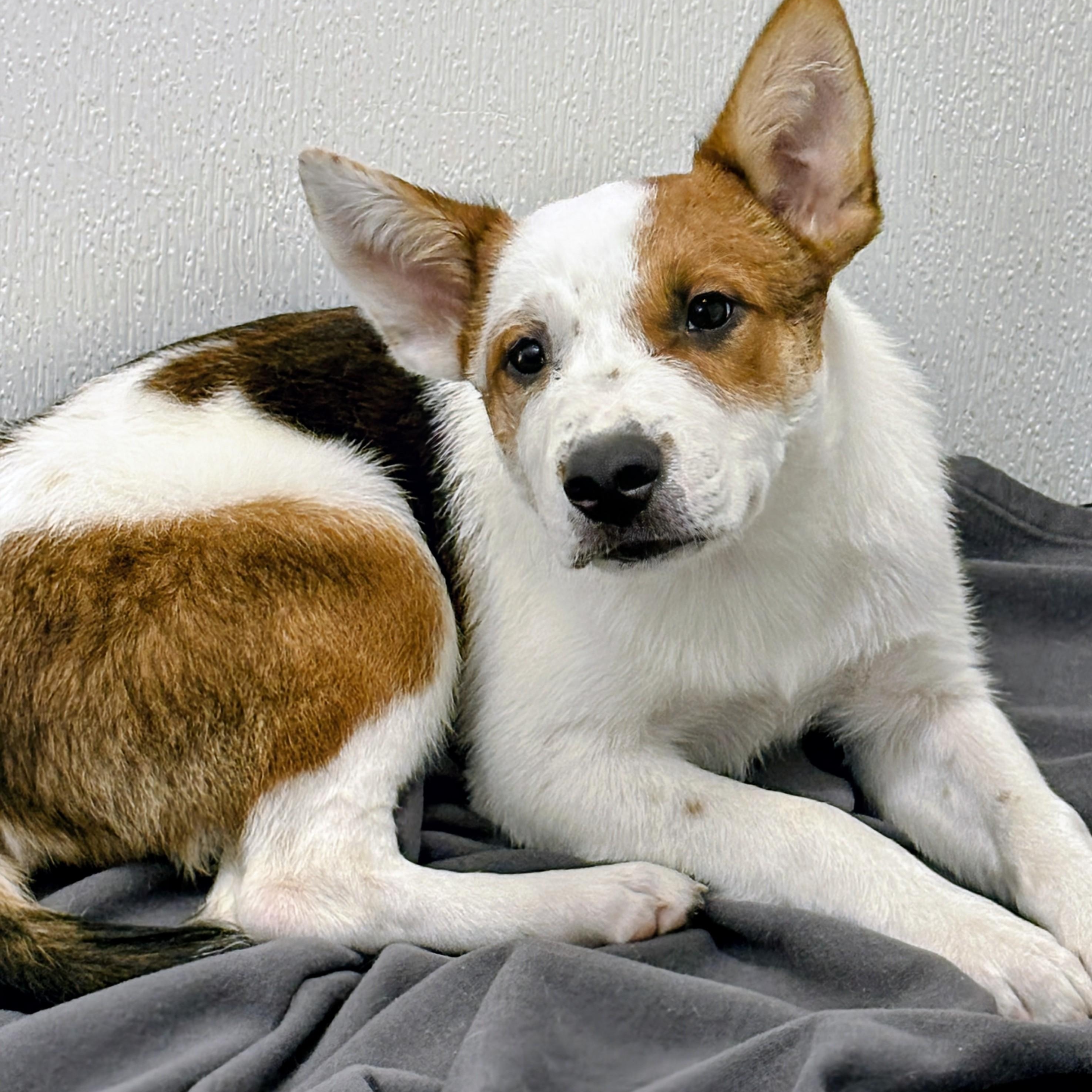 Miles, a ADOPTABLE mixed breed in Aurora, NE image 3/3