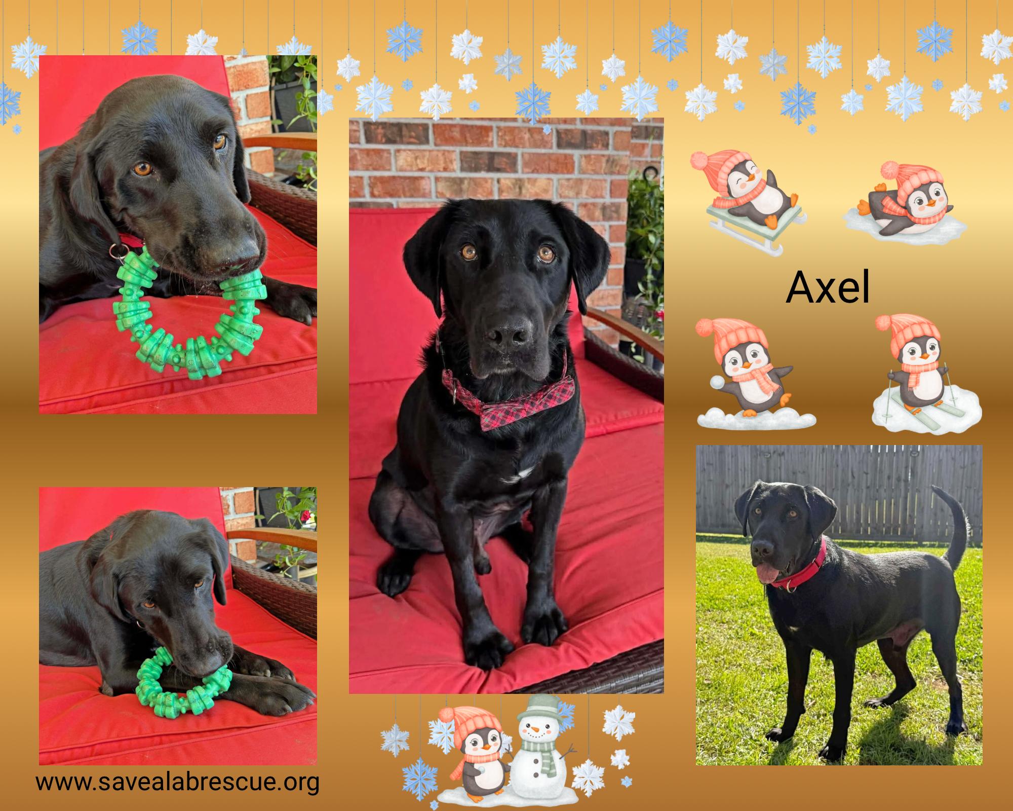 Axel, ADOPTABLE, Adult Male Labrador Retriever & Black Labrador Retriever.