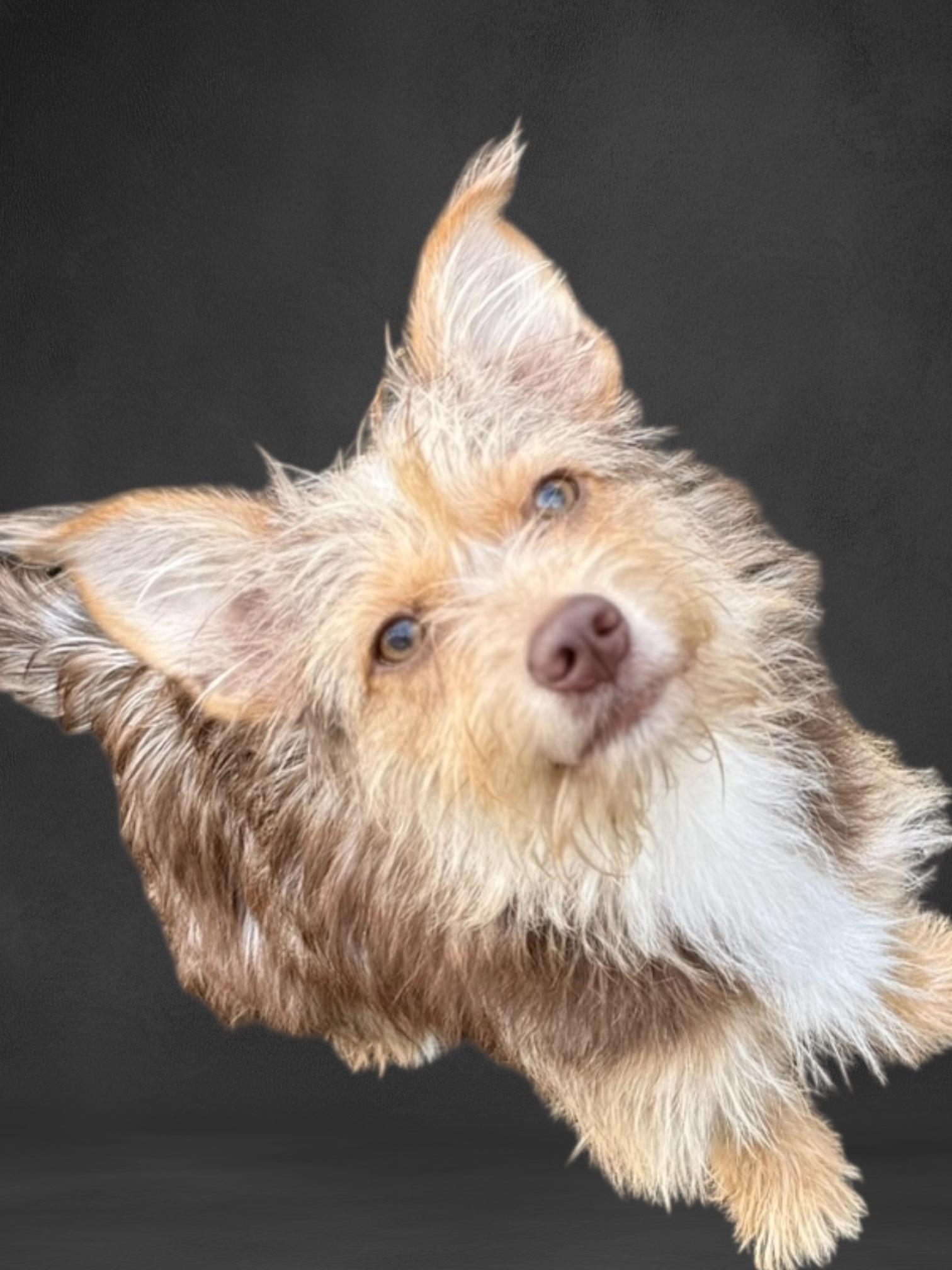 Ashley, Adopted, Young Female Terrier.