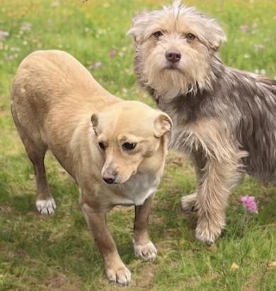 Enlarge Ashley, a Adopted mixed breed in Anchorage, AK image 2/5