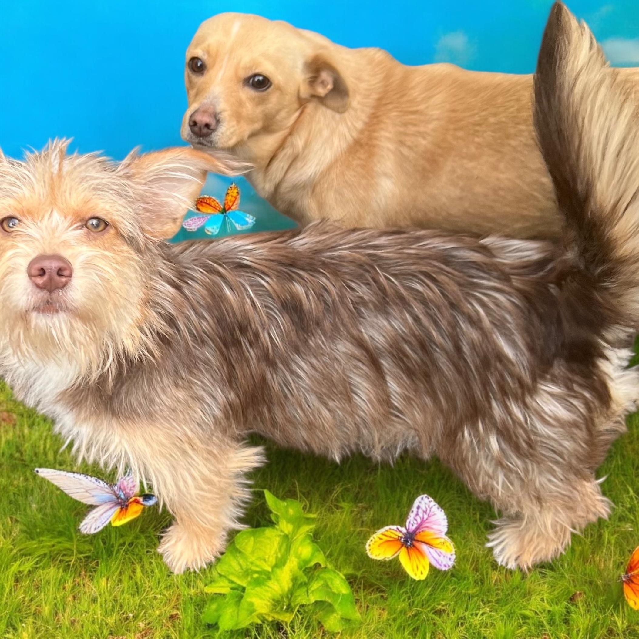 Enlarge Ashley, a Adopted mixed breed in Anchorage, AK image 3/5