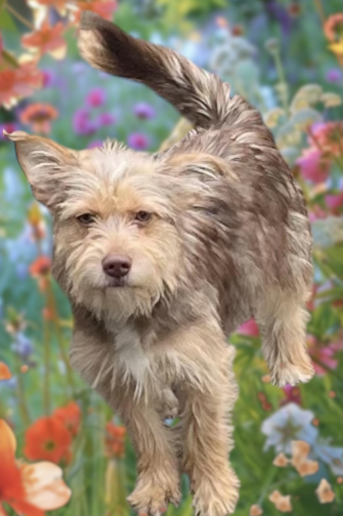 Enlarge Ashley, a Adopted mixed breed in Anchorage, AK image 4/5