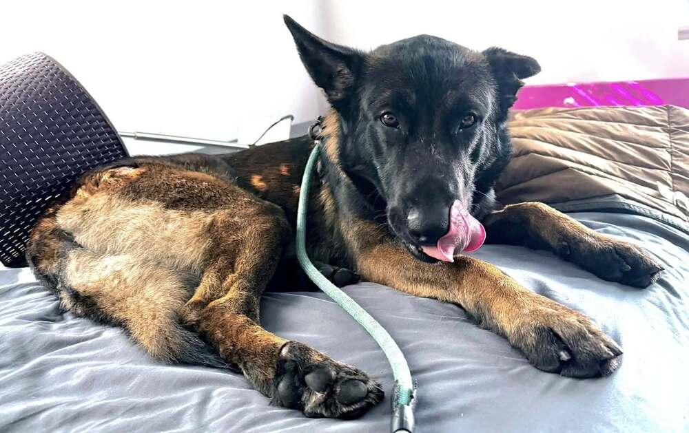 Gunner — thumbnail 6