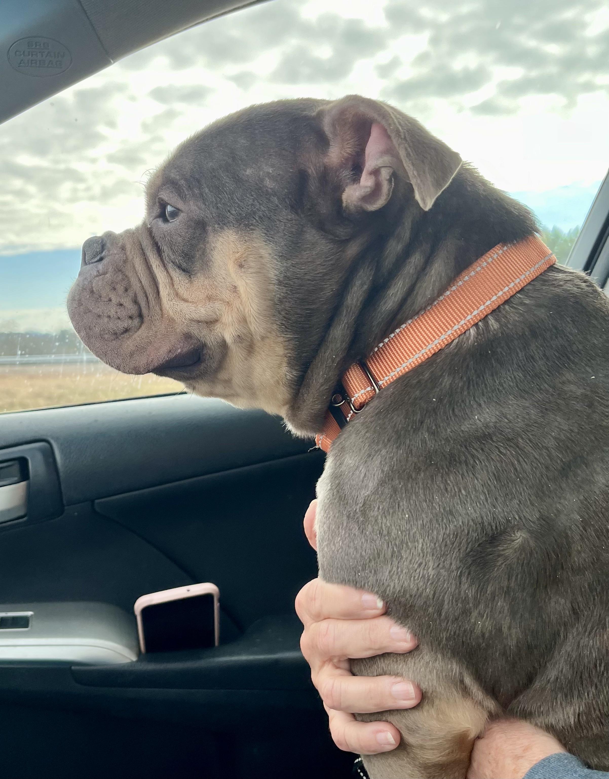 Enlarge Ziggy, a ADOPTABLE American Bully in Knoxville, TN image 4/5