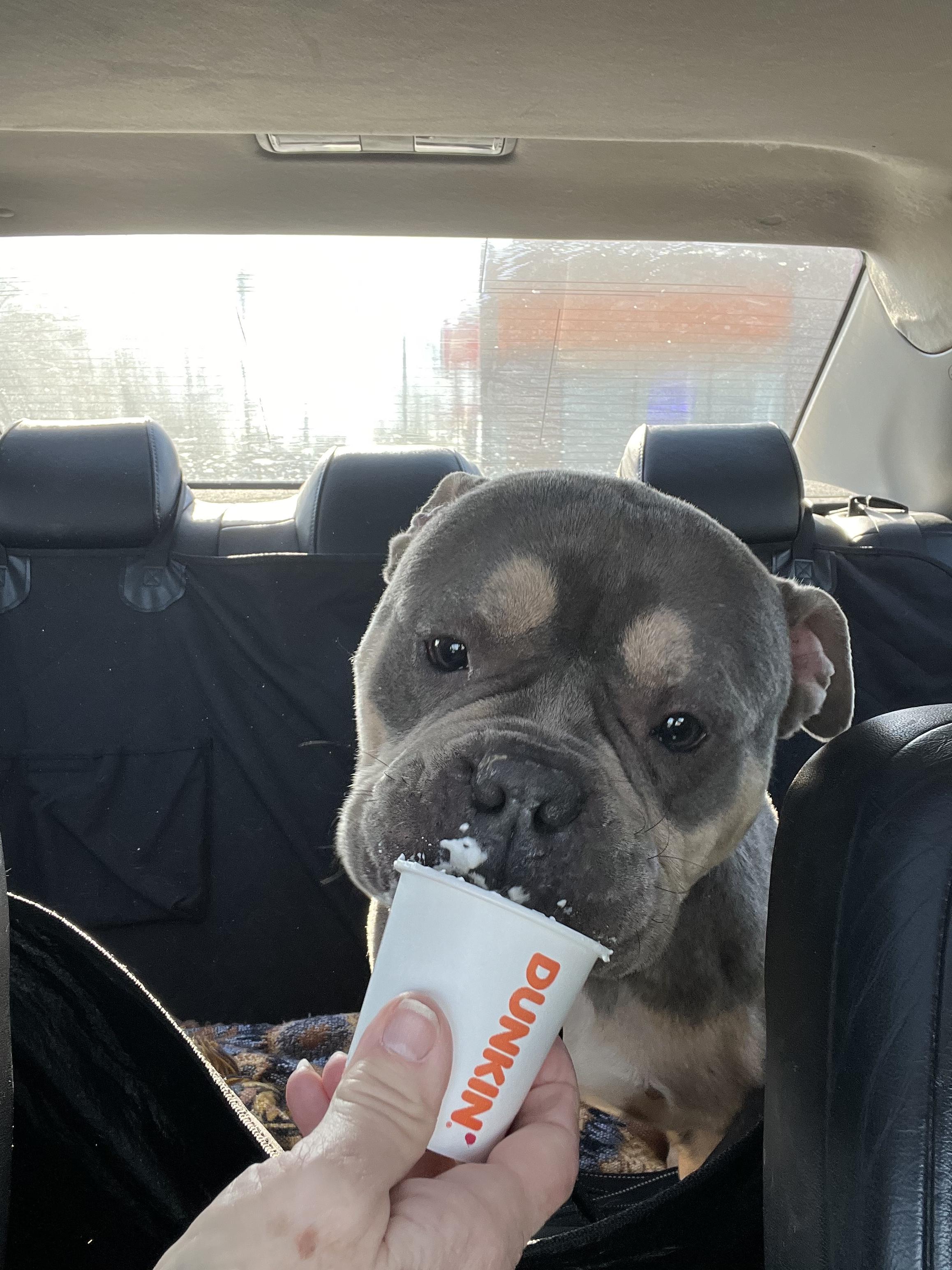 Enlarge Ziggy, a ADOPTABLE American Bully in Knoxville, TN image 5/5