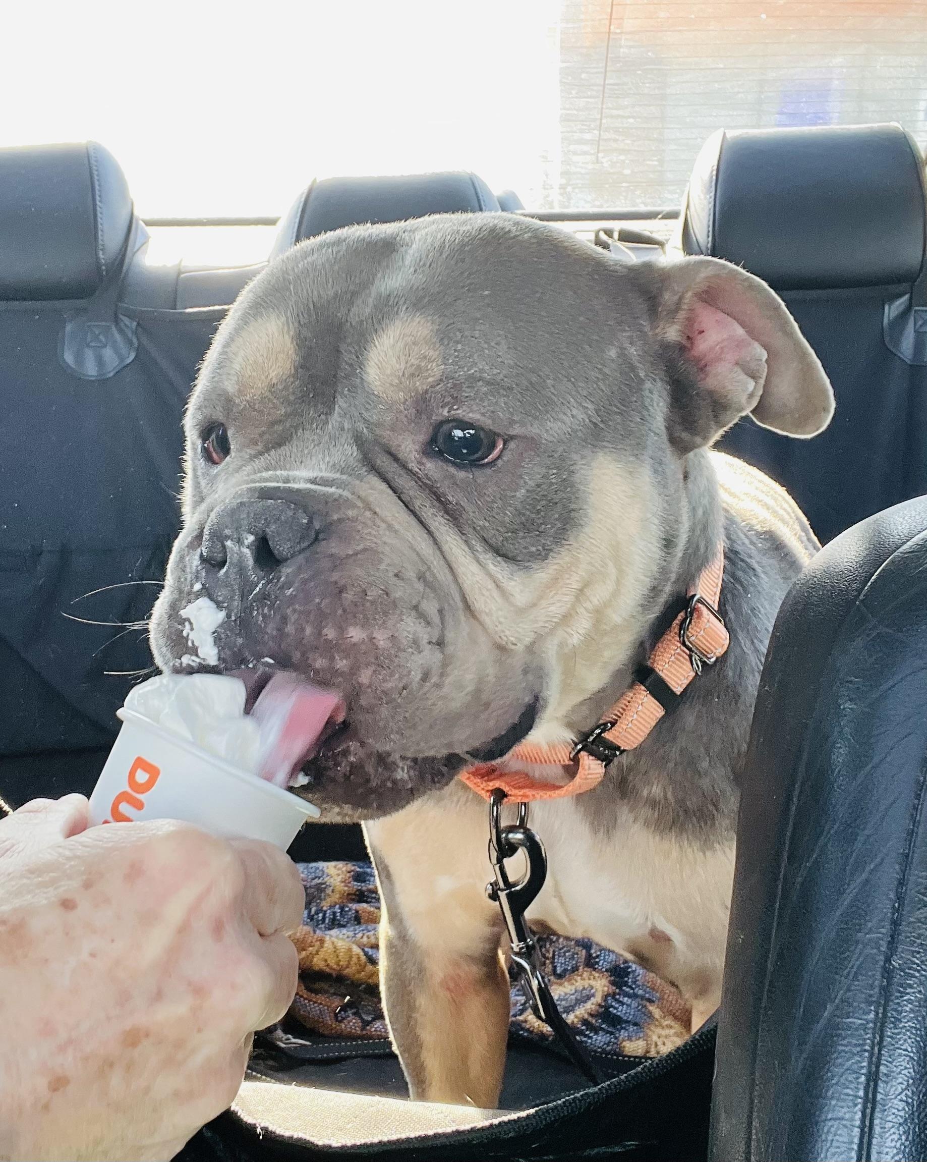 Enlarge Ziggy, a ADOPTABLE American Bully in Knoxville, TN image 1/5