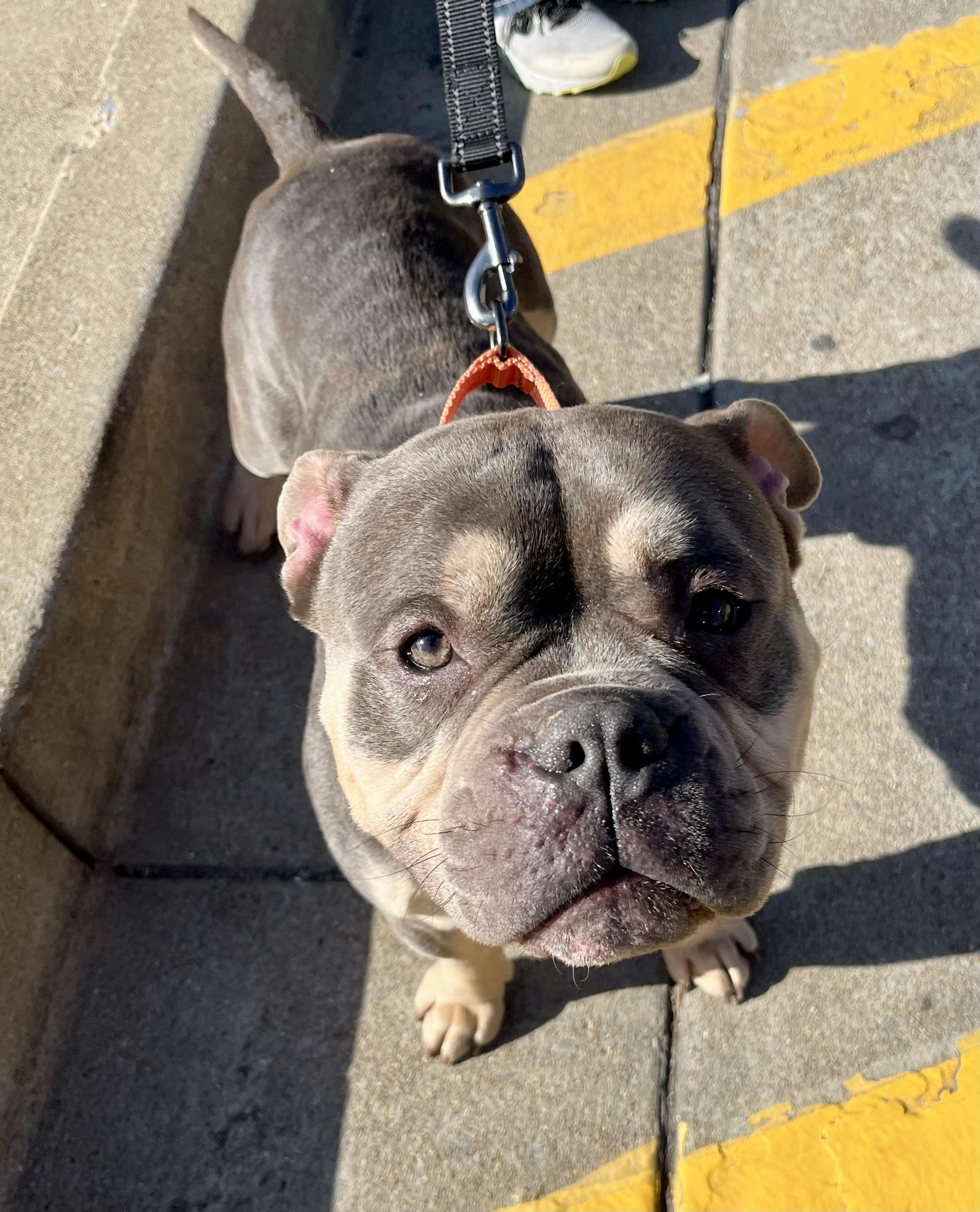 Enlarge Ziggy, a ADOPTABLE American Bully in Knoxville, TN image 2/5