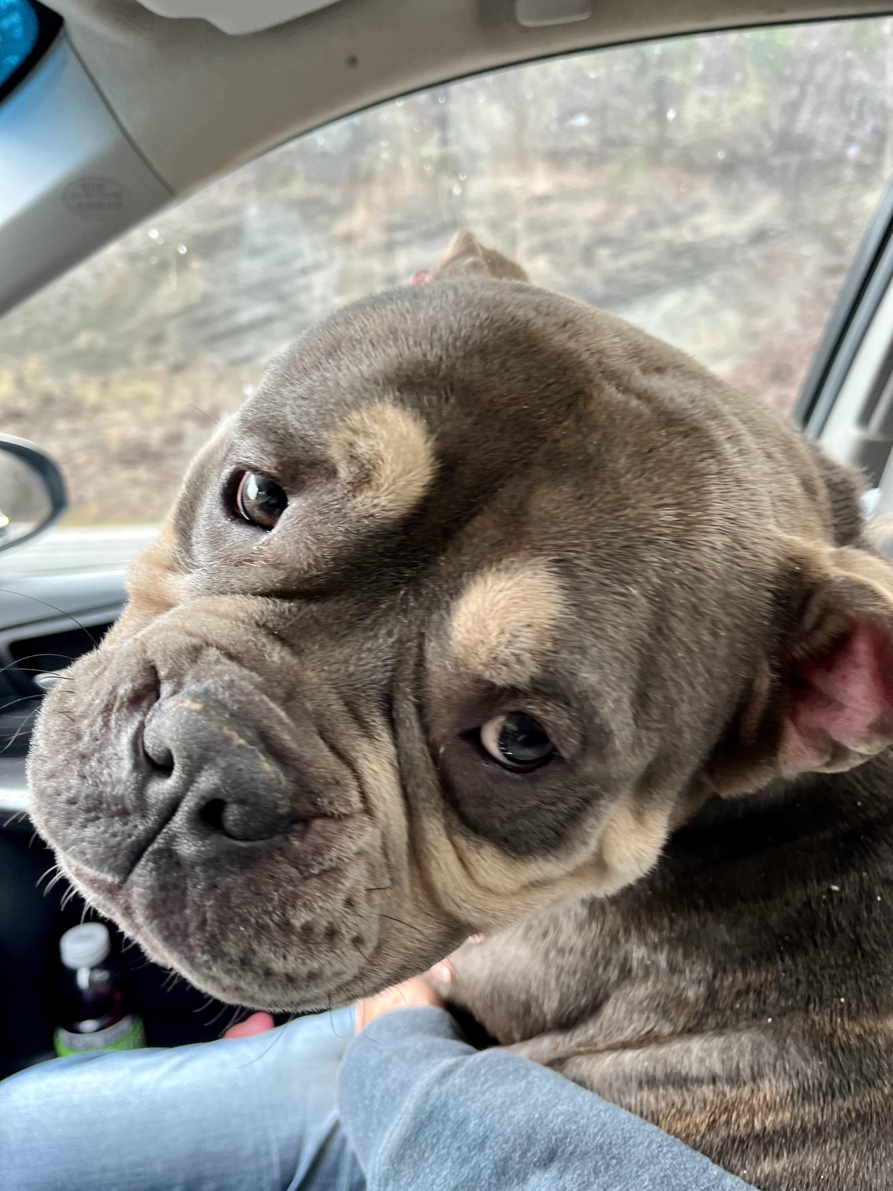 Enlarge Ziggy, a ADOPTABLE American Bully in Knoxville, TN image 3/5