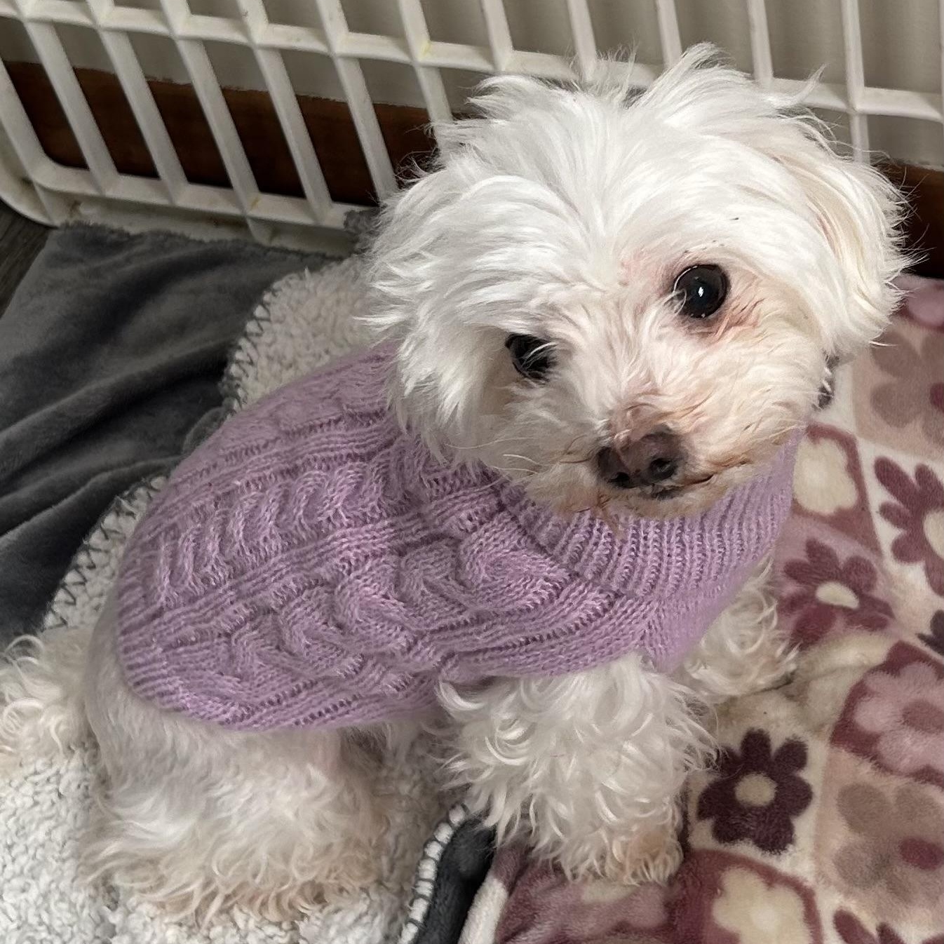 Soraya (must be adopted with MaiTai, a Adoptable mixed breed in Centerville, PA image 3/5