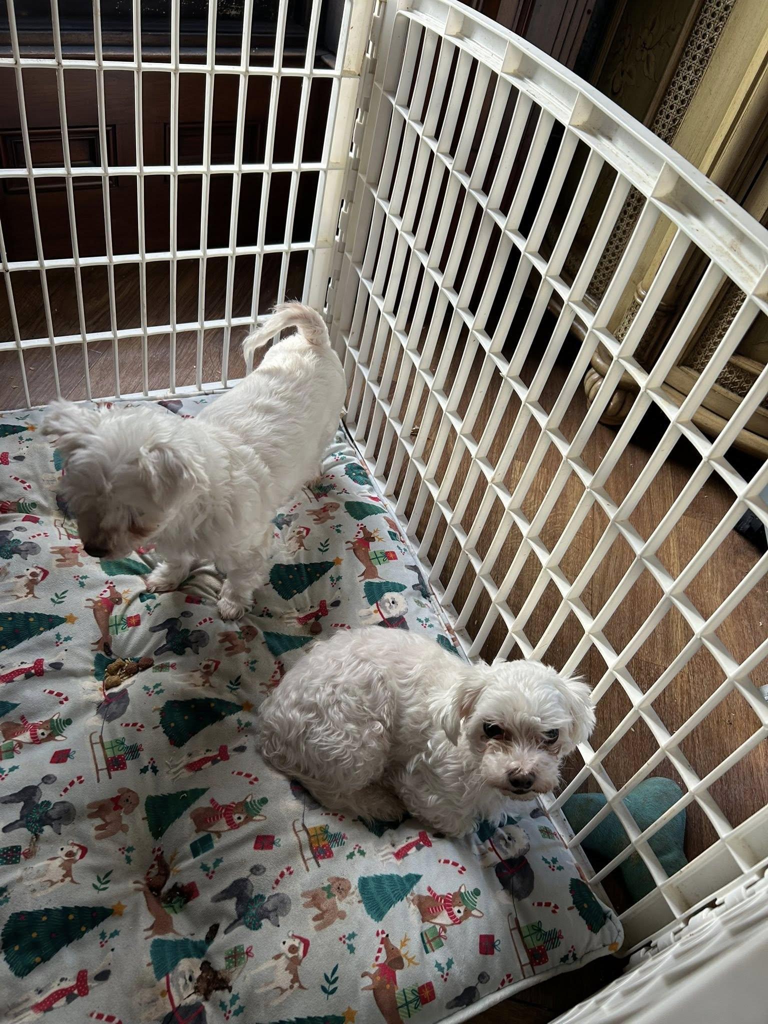 Soraya (must be adopted with MaiTai, a Adoptable mixed breed in Centerville, PA image 4/5